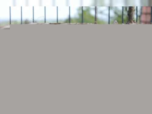 Kr�sn� mu� a �ena Francouzsk� buldo�ek �t��ata s velkou obli�ejovou maskou a temperamentem. Byl bych vd��n�, kdybyste se mnou spojil