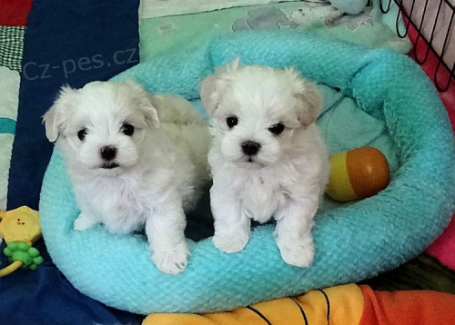 zdrav� t���tka maltsk� pro p�ijet�