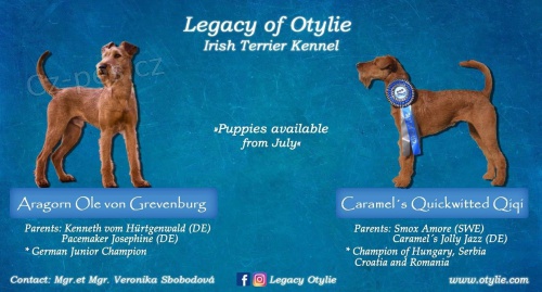 Irsk� teri�r-�t��ata s PP