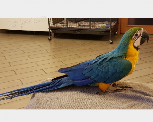 modr� a zlat� papou�ek papou�ci k dispozici
