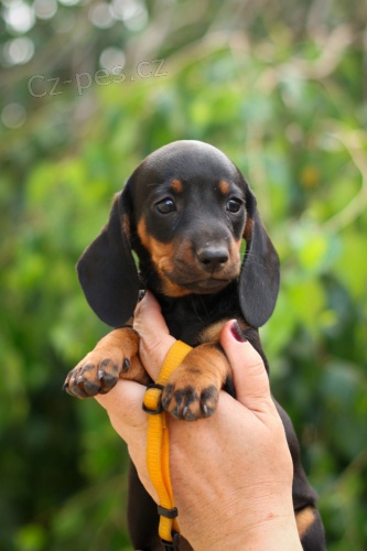 Jezev��k standard hladkosrst�