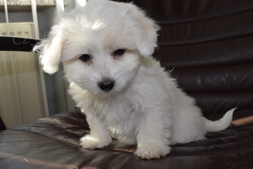 coton de tulear �t��ata p�ipravena na nov� domy hned, kontakt pro v�ce informac� a obr�zk�, nejsou na prodej