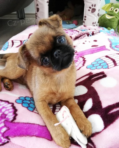 zdrav� �t��ata brabantik zoufale pot�ebuj� �to�i�t� co nejd��ve