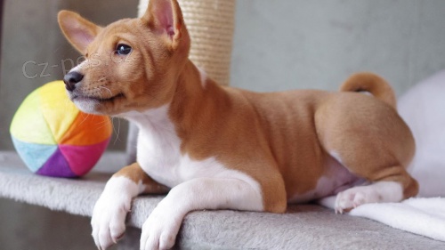 �t��ata basenji k dispozici pro nov� domovy, v p��pad� z�jmu o dal�� informace a obr�zky