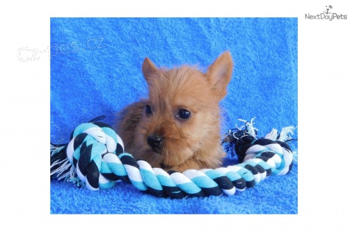 �t��ata norwichsk�ho teri�ra p�ipravena do nov�ch domov�