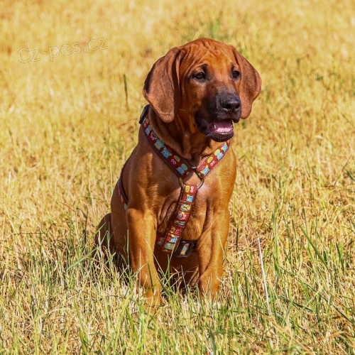 RHod�sk� Ridgeback s PP - ji� k odb�ru
