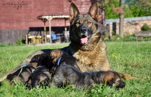 N�meck� ov��k �t��ata s PP