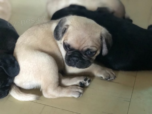 Mops �t��ata s PP.