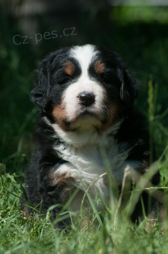 Bernsk� sala�nick� pes s PP