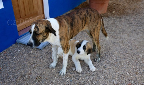 rafeiro do alentejo �t��ata p�ipravena j�t do nov�ch domov�