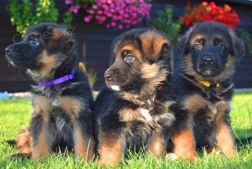 Prod�m �t��ata n�meck�ho ov��ka