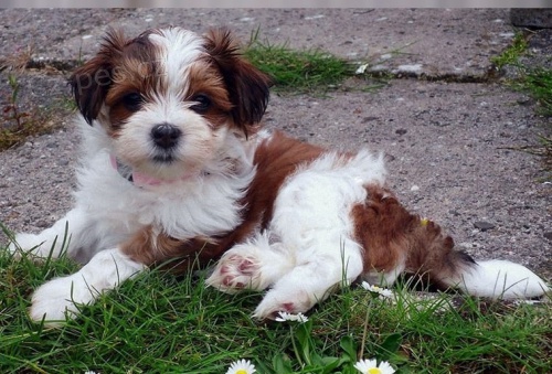�t��ata havanese jsou k dispozici