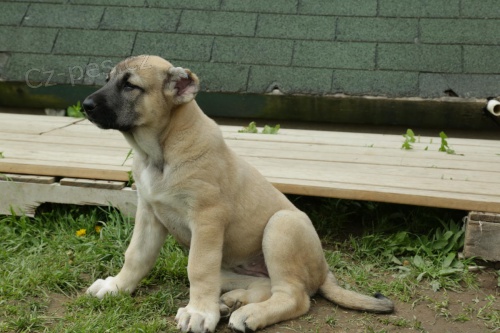 kavkazsk� ov��k �t��ata pro nov� domovy, velmi nal�hav�