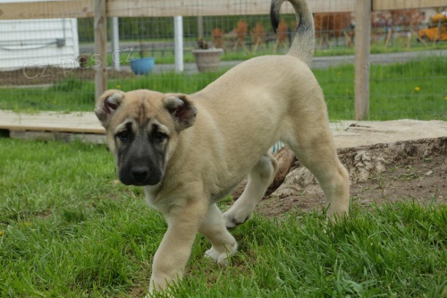 kavkazsk� ov��k �t��ata pro nov� domovy, velmi nal�hav�