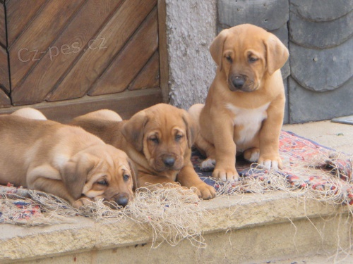 d�n�t� doga �t��ata, hledaj� nov� domovy a rodi�e, d�v�me je, proto�e �as, pros�m, kontaktujte v p��pad� z�jmu