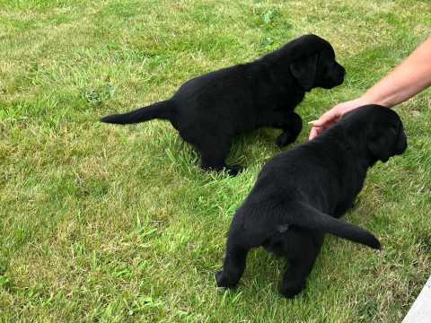 Labrador - �t��ata