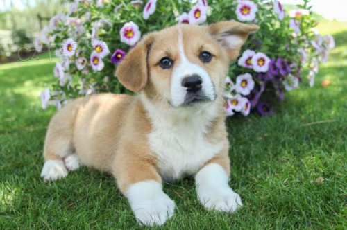 �t��ata ��astn�ch vel�sk�ch Corgi (Pembroke)