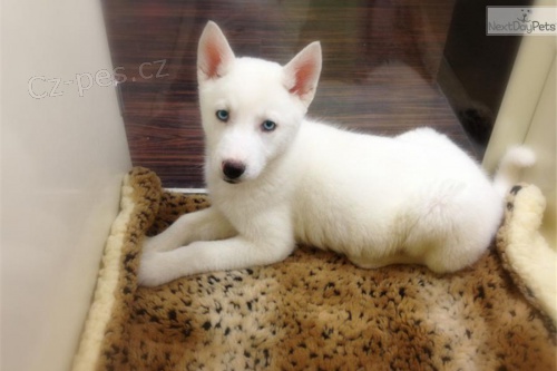 �t���tko Sib�rsky hasky