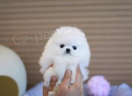 N�meck� �pic Pomeranian
