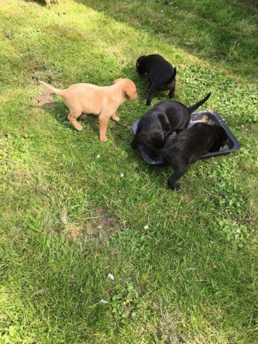 Labrador retriever - �t���tka