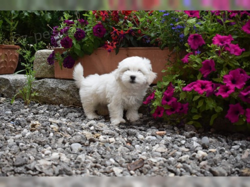 zdrav� t���tka maltsk� pro p�ijet�