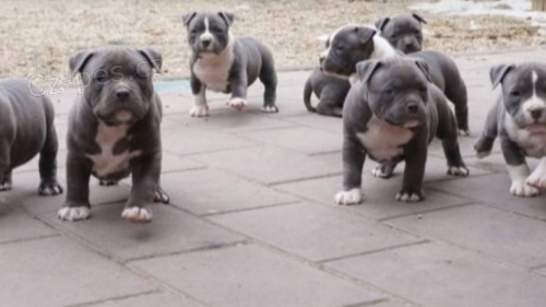 Americk� Pitbull teri�r �t��ata b�l� 5 generac� rodokmenu 5 mu�� a 6 fen k dispozici.