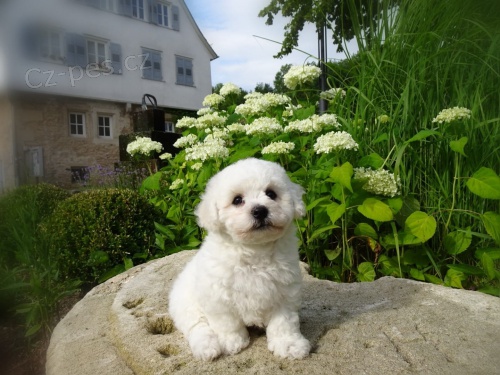 Miluj�c� Bichon Frize �t��ata p�ipravena pro nov� domovy