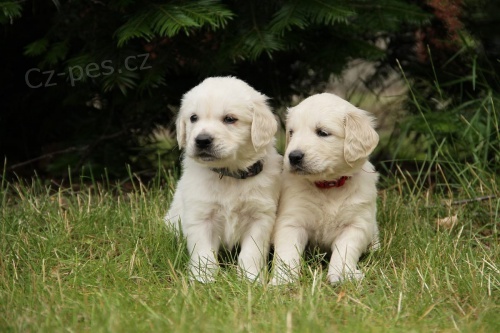 roztomil� zlat� retr�vr �t��ata pro p�ijet�