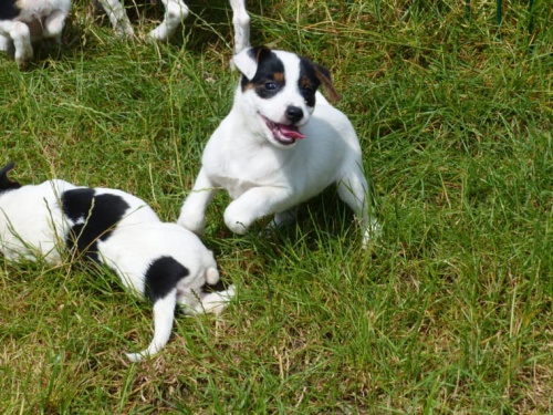 jack russell �t��ata mu� �ena v�st�ely od�erven� kr�tk� nohy kr�tk� srsti hn�d� a b�l�