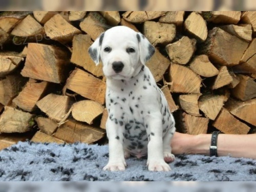 zdrav� t���tka Dalmatin pro p�ijet�