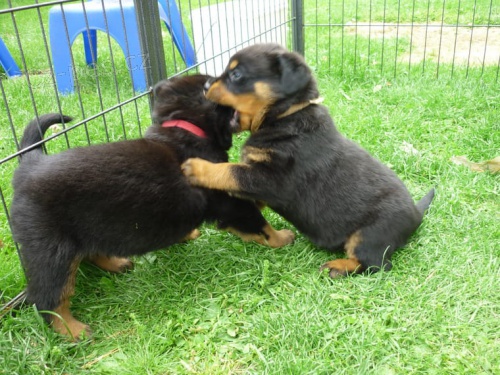 Rotvajler ☂ �t��ata pro rychl� ☮ Odpov�� velmi p��telsk� a miluj�c� �t���tka. tety jako hodn� pozornosti, a tam jsou velmi aktivn� a miluje interakci s d�tmi a dal��mi lidmi