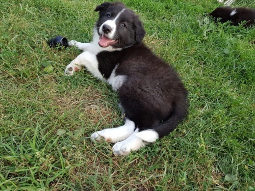 roztomil� a zdrav� border kolie �t��ata jsou p�ipravena na nov� domov, na�e miminka jsou dob�e vychov�van� a no�n� vlak a p�ijdou dom� spolu se v�emi pap�ry