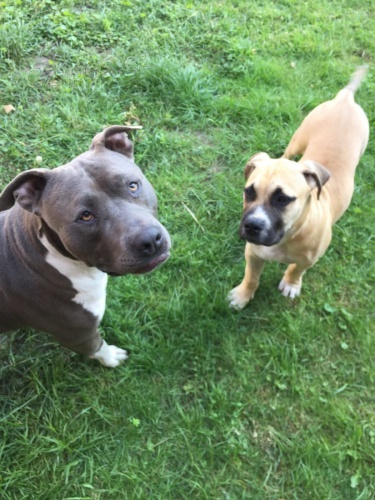 hrav� bullmastif �t��ata �t���tek do nov�ch domov�