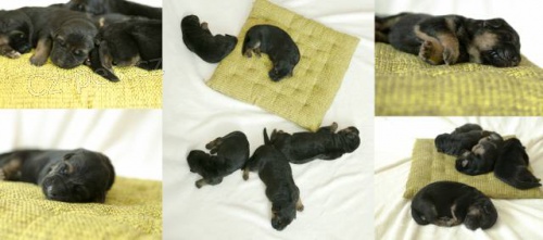 N�meck� ov��k - p�ekr�sn� �t��ata prodej - 2 vrhy