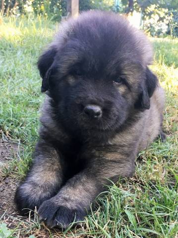 �arplaninsk� pasteveck� pes, �t�n� s PP