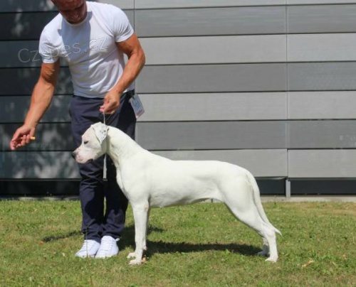 Argentinsk� doga (Dogo Argentino) - �t��ata