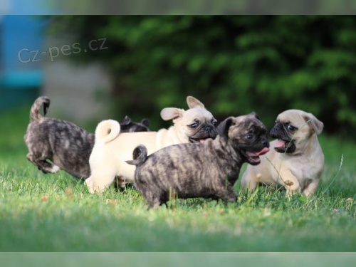 Mops - �t��ata s pp