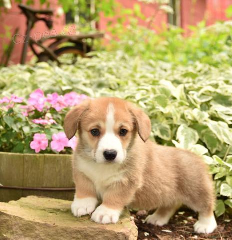 Atraktivn� �t���tka vel�sk� Corgi (Pembroke)