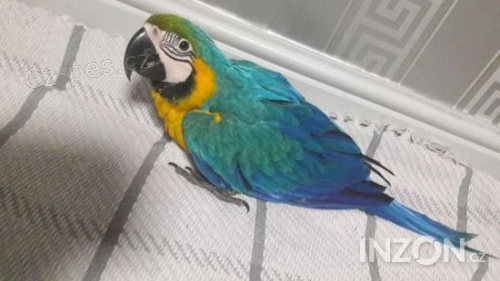 Modr� a zlat� papou�ek ruka reagovala na prodej Neuv��iteln� maznav� macaw. Velmi velmi krotk� v�born� s d�tmi a dal��mi dom�c�mi mazl��ky. ��astn� rodina ho bude m�t tolik �asu a l�sky do jeho chovu rukou