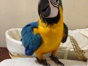 Modr� a zlat� papou�ek ruka reagovala na prodej Neuv��iteln� maznav� macaw. Velmi velmi krotk� v�born� s d�tmi a dal��mi dom�c�mi mazl��ky. ��astn� rodina ho bude m�t tolik �asu a l�sky do jeho chovu rukou