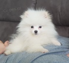 Presti�n� �t���tka Yorshire Terrier