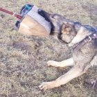 Fenka NO 16 m�s�c�