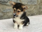 12 t�dn� welsh Corgi Pembroke �t��ata k dispozici