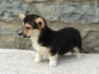 12 t�dn� welsh Corgi Pembroke �t��ata k dispozici!!