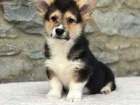 12 t�dn� welsh Corgi Pembroke �t��ata k dispozici^%**