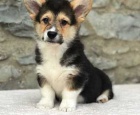 12 t�dn� welsh Corgi Pembroke �t��ata k dispozici$$%
