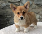 12 t�dn� welsh Corgi Pembroke �t��ata k dispozici$$%