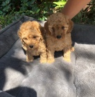 Zdrav� �t���tka Red Toy Pudl pro novou rodinu___