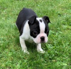 O�kovan� �t��ata Bostonsky Terier p�ipraven� dnes^&*