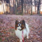 Nab�z�m ke kryt� papillona (mal� kontinet�ln� �pan�l)